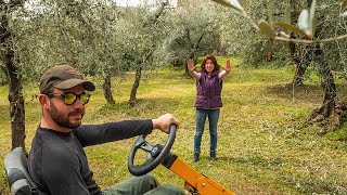 OLIVETO come e quando TAGLIARE LERBA 🌳 [upl. by Westberg769]