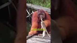 MONYET MAU MENCURI MAKANAN DARI MULUT ORANG UTAN TAPI LIHAT YANG TERJADI monyet orangutan viral [upl. by Udall]