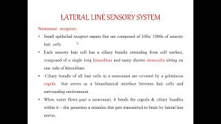 Mugil cephalus Sense organs [upl. by Jenks]