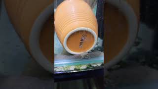 Aquarium filter sponge filter  internal filter not work 100 this is water condition after 15 days [upl. by Mccreery]