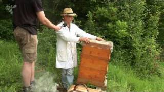 Bee in contact Videopodcast  Aufbau eines Bienenvolkes mit der Einfachbeute [upl. by Lodi]