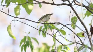 GreenBacked Gerygone at East Point Jul 2024 [upl. by Drona]