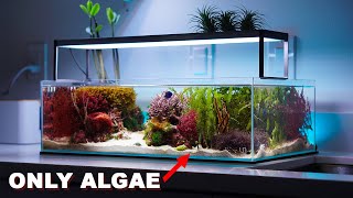 REEF TANK TOURS  quotmacroalgae aquariumquot  PRIVATE SHOWROOM  3 x Nano saltwater tanks [upl. by Atinihc795]