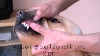 Capillary refill time measurement [upl. by Kramal]