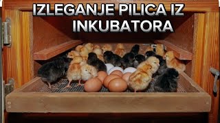 Izleganje pilica iz inkubatora pilici koke kokoske chiken [upl. by Marie-Jeanne]