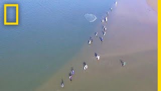 Wild Dolphins Help Fishermen and Get Rewarded  National Geographic [upl. by Corso]