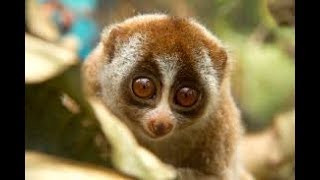 Loris Slow Loris Compilation [upl. by Boland]