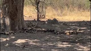 Moremi Game Reserve in Botswana A Pack of African wild dogs [upl. by Maire]