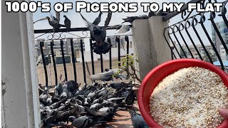 I Invited 100’s of Pigeons for Lunch to my Apartment  Daily Vlogs Bangalore [upl. by Carman]