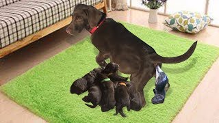 Our Chocolate Labrador Retriever Gives Birth To 7 Cute Puppies [upl. by Eat]