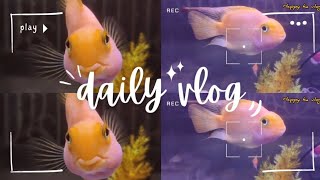 🔥 parrot fish Today vlogs ✅ goldenfish 🐠 [upl. by Ahsiem]