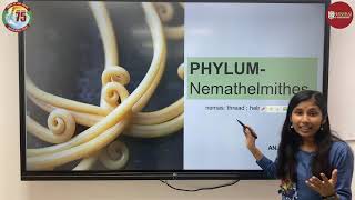 PHYLUM NEMATHELMINTHES  ANJALI  BSc Life Sciences  HANSRAJ COLLEGE [upl. by Nilam]