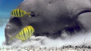 Best of The Red sea HD DolphinsHammerheadsDugongTresher sharkLongimanus [upl. by Winnie]