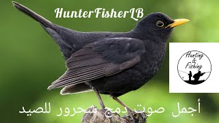 صوت الشحرور ثلاث أصوات للصيد Commun Blackbird Hunting Sound Turdus Merula [upl. by Meehahs]