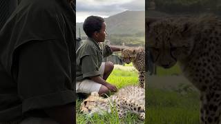 Would You Pet a Cheetah in Africa [upl. by Goldfarb]