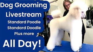 Dog Grooming Standard Poodle Schnauzer Fusion Shih Tzu Lhasa Havanese Cavalier Large Doodle [upl. by Eugene]