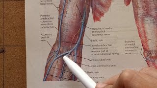 Median Cubital Vein [upl. by Trixie580]