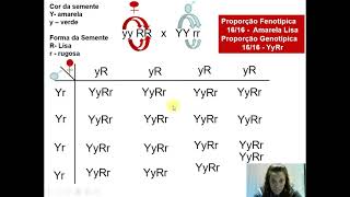 Genética Mendeliana  Cruzamento Diíbrido  Parte 1 [upl. by Kal565]