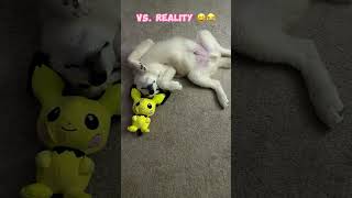 Husky Puppy Adventures Expectations vs Real Life puppy smarthusky huskyworldwide pets newdog [upl. by Haletta]