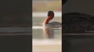 Huala  Great Greebe  Podiceps major birds aves sonyalphachile alphabysonylatin [upl. by Eiznekam27]