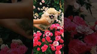 Beautiful Puppy And Rose Flower Garden [upl. by Aridni]