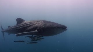 Vilamendhoo Maldives Diving Impressions 2013 HD 1080p [upl. by Apps]