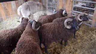 Sheep Shearing at Black Sheep Hill Farm [upl. by Keeton563]