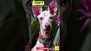 Top 10 Dog Breeds That You Never Heard Of dog [upl. by Aisac]