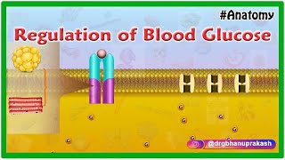 Regulation of Blood Glucose Animation [upl. by Clorinda726]