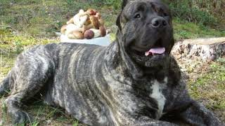 Facts About Aggressive Presa Canario Dog Breed [upl. by Ahsan]