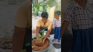 Planting rose 🌹 plant at my garden 🏡organicfarming organic flowers [upl. by Alel859]