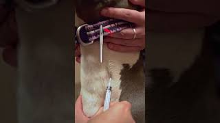 How to draw blood jugular from a dog in less than 30 seconds [upl. by Nraa]