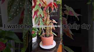 Huge Begonia Maculata Plant pottedgarden houseplants gardening plantcare begoniamaculata [upl. by Johnstone]