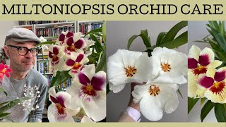 How to care for Miltoniopsis orchids  basic growing tips [upl. by Jacobsohn38]