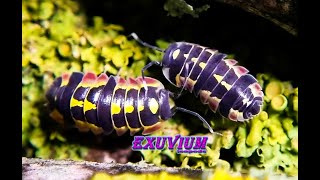 Merulanella sp Red Diablo rare tropical isopods [upl. by Yllah]