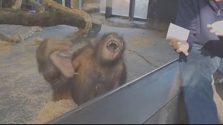 Young orangutan sees a magic trick [upl. by Renaldo]