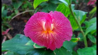 Costus African Princess  Costus fissiligulatus  Propagation [upl. by Mccoy428]