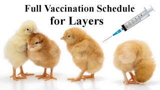 Complete Vaccination Schedule for layers chick in Nigeria [upl. by Petronia]