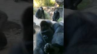 Gorilla wants zookeeper to bring frosty beverage zoo [upl. by Gomar]