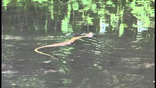 Cottonmouth  Water Moccasin in the Stones River Tn [upl. by Adi157]