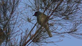 Australasian Figbird [upl. by Rox256]