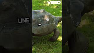 The Tortoises Victory Slow and Steady english stories facts [upl. by Orodisi355]