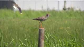 Tureluur  Redshank  Tringa totanus  Veenendaal  Holland [upl. by Naziaf]