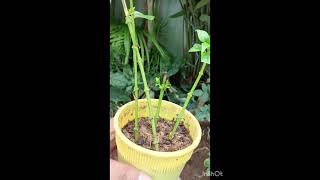 Alamanda bushy plant cutting ✂️ [upl. by Egag]