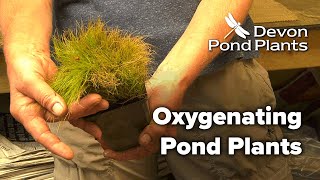 Oxygenating Pond Plants Oxygenators [upl. by Crooks]