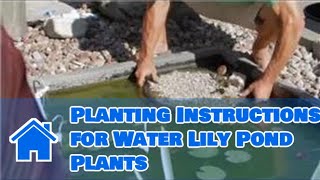 Care of Lilies  Planting Instructions for Water Lily Pond Plants [upl. by Eessac]