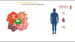 Biphosphoglycerate or diphosphoglycerate cycle in Red Blood Cell [upl. by Bibeau100]