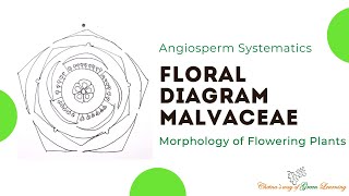 Malvaceae Floral Diagram I Morphology of Flowering Plants [upl. by Aiksa]