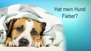 Wie erkenne ich ob mein Hund Fieber hat [upl. by Jeanna]