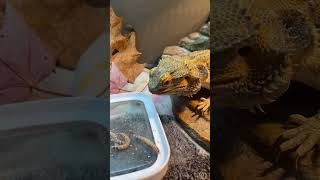 Lizzy the Bearded Dragon Loves his Wormies beardeddragon beardies reptile [upl. by Paton801]